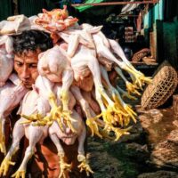 Maung Thaw Aung