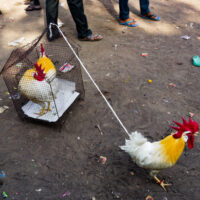 Sagar Rawat