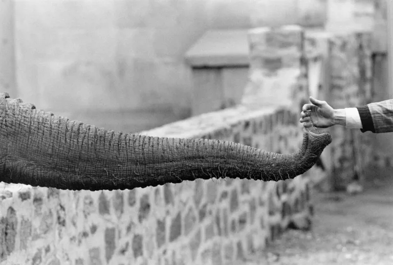Garry-Winogrand-Street-Photography-the-animals-elephant-and-hand